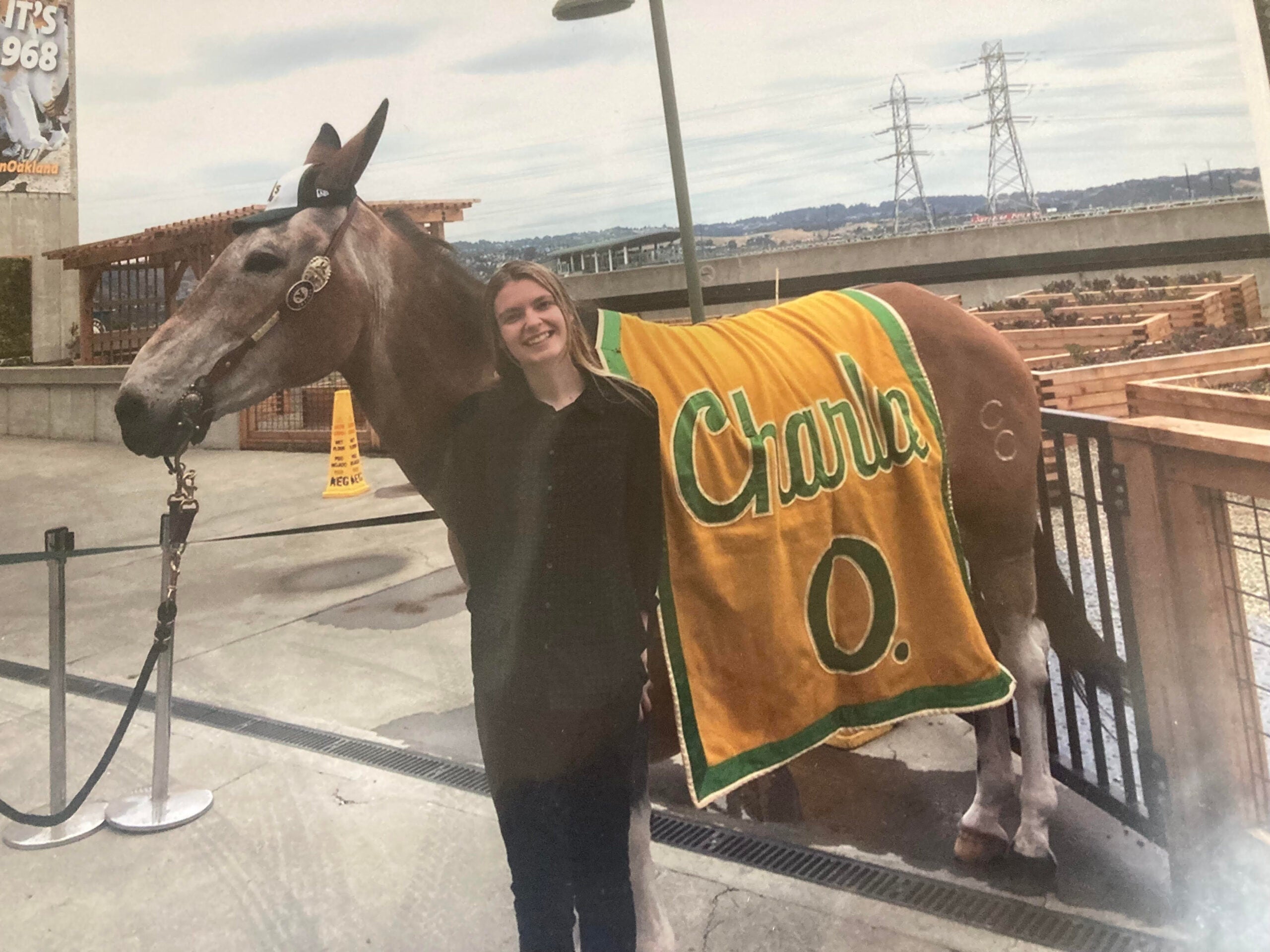 Charlie O. The Mule, the Oakland A's live mascot named after its famous owner. 